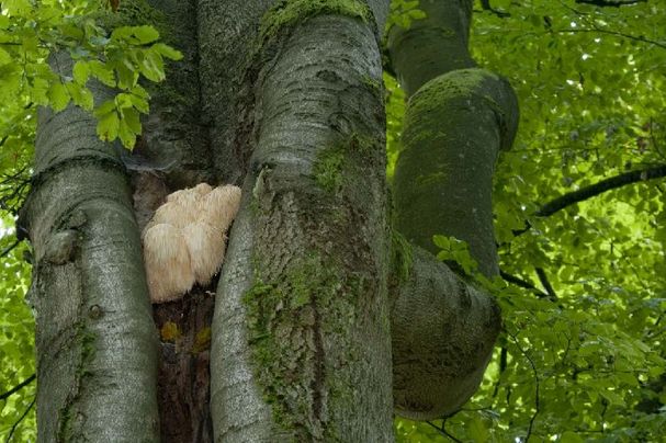 Igelstachelbart im Baum Stephan 270 08 27 023