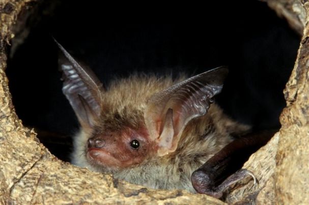 bechsteinfledermaus Stephan 003